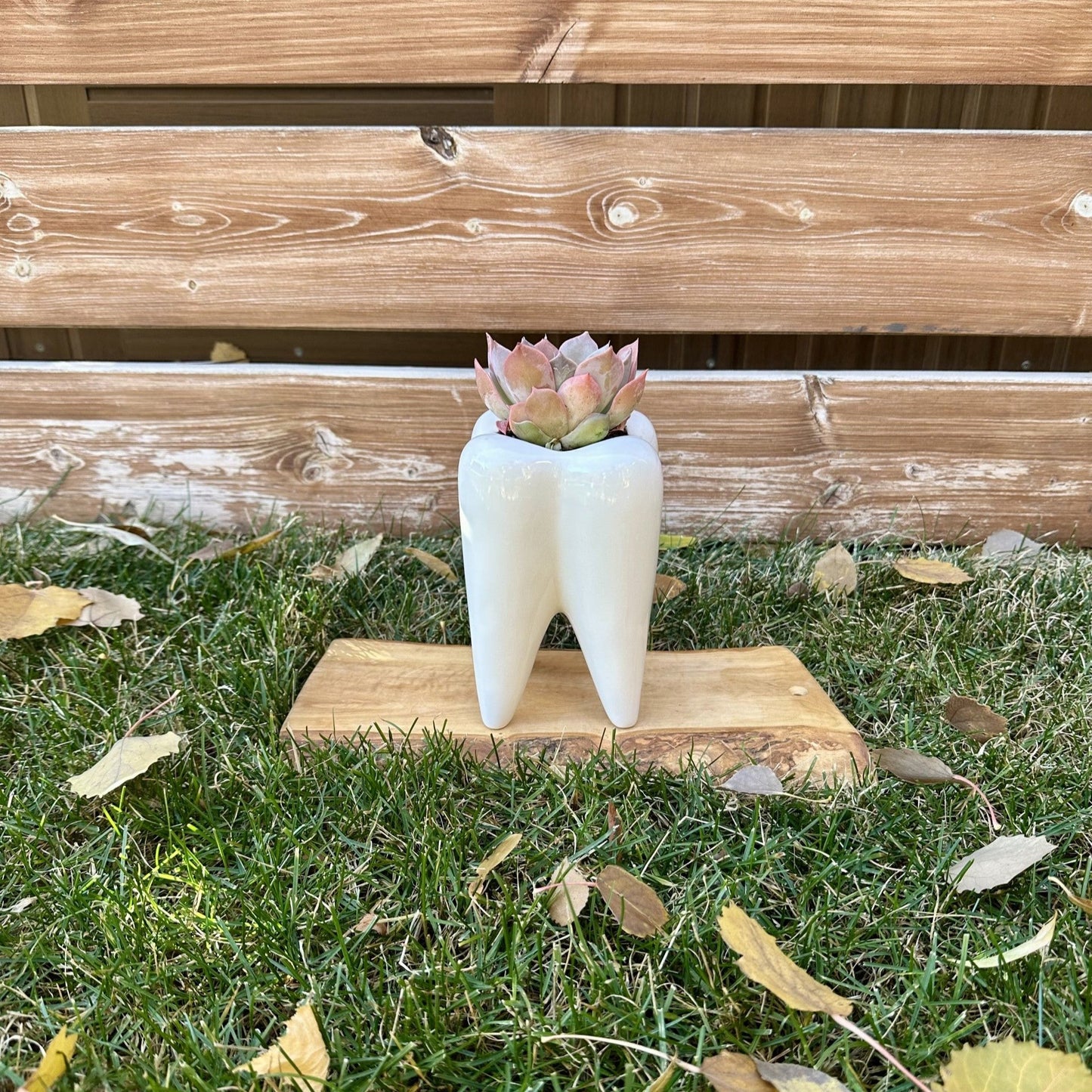 Medium Pink Ghost Succulent
