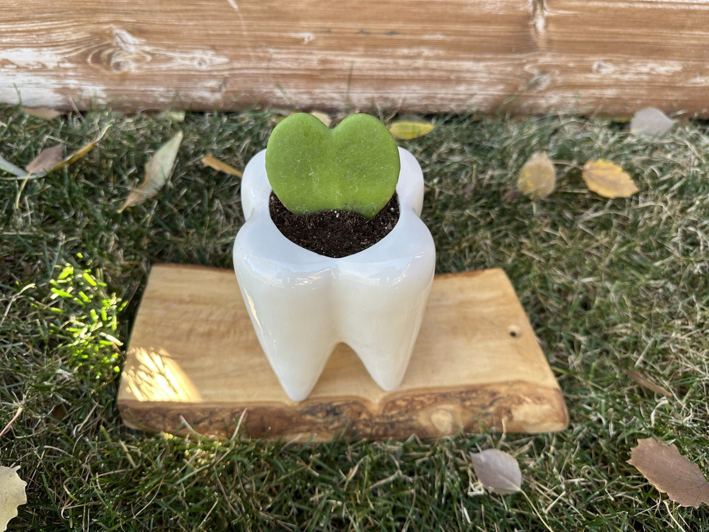 Medium Heart Hoya