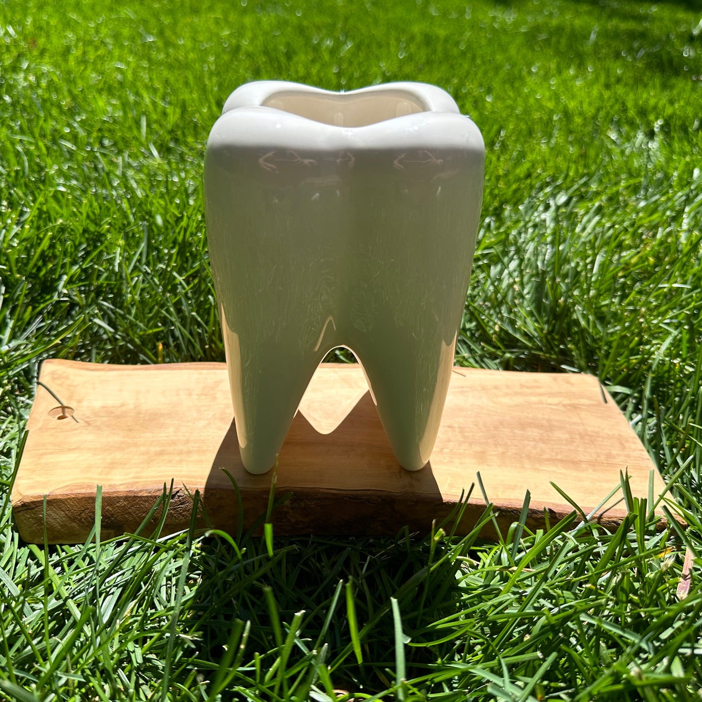 Medium Molar Planter