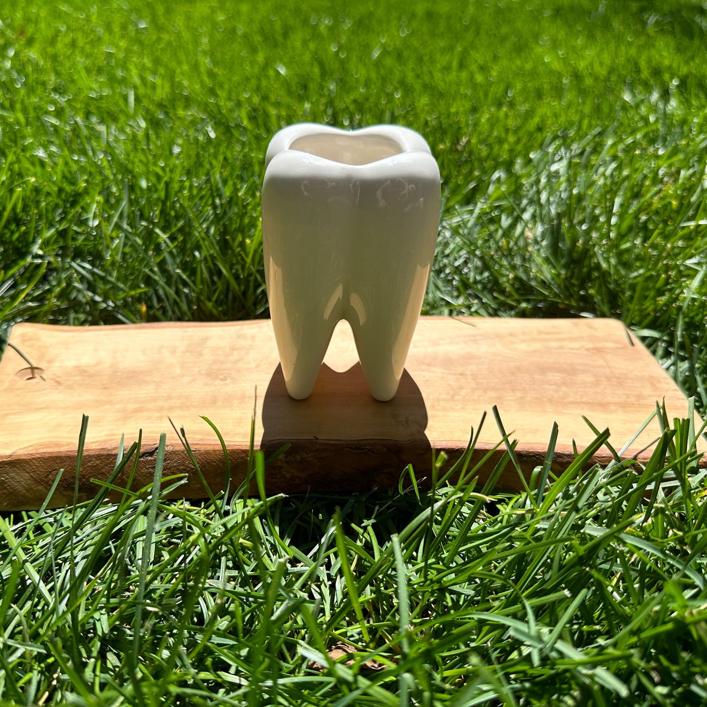 Small Molar Planter