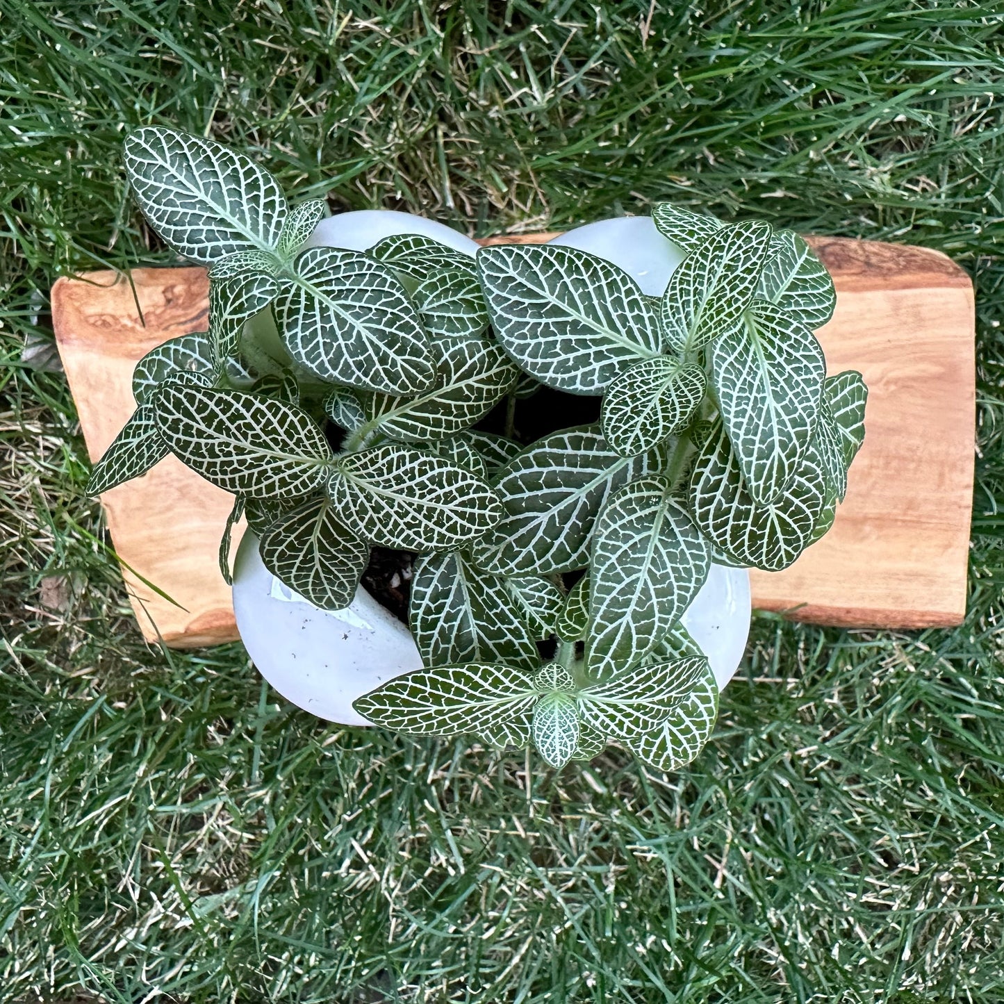 *Alberta Delivery Only* Medium Nerve Plant