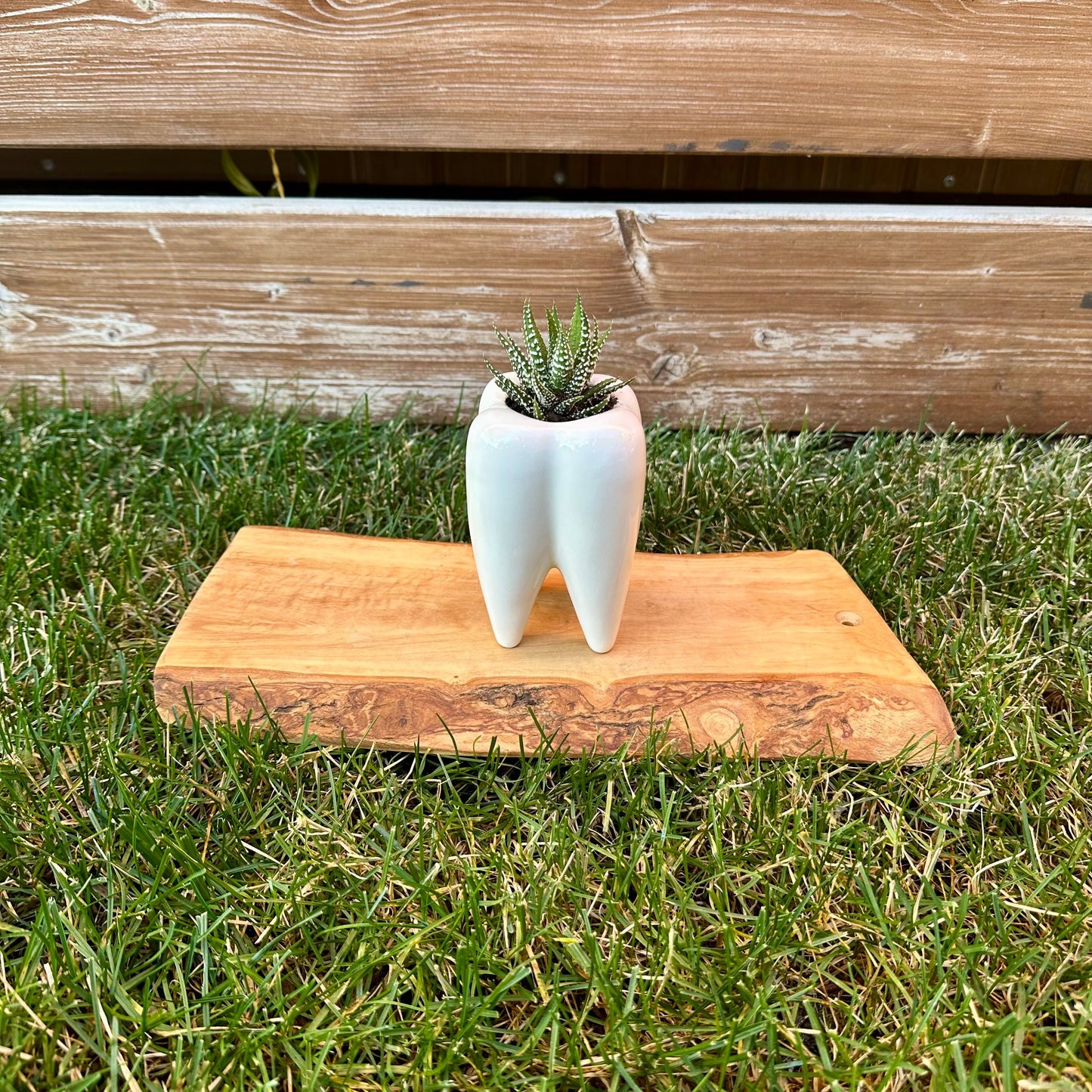 Small Zebra Haworthia Succulent