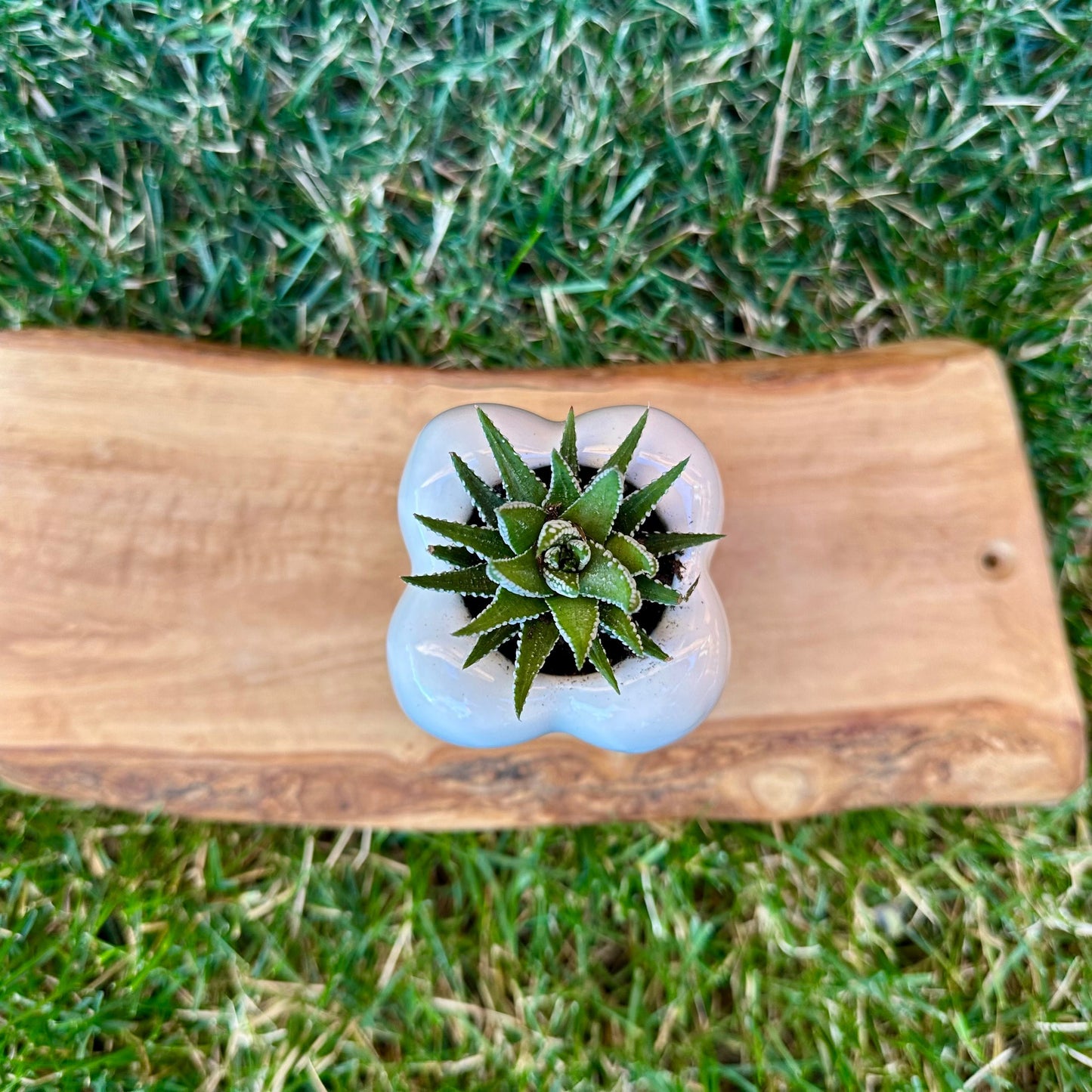 Small Zebra Haworthia Succulent