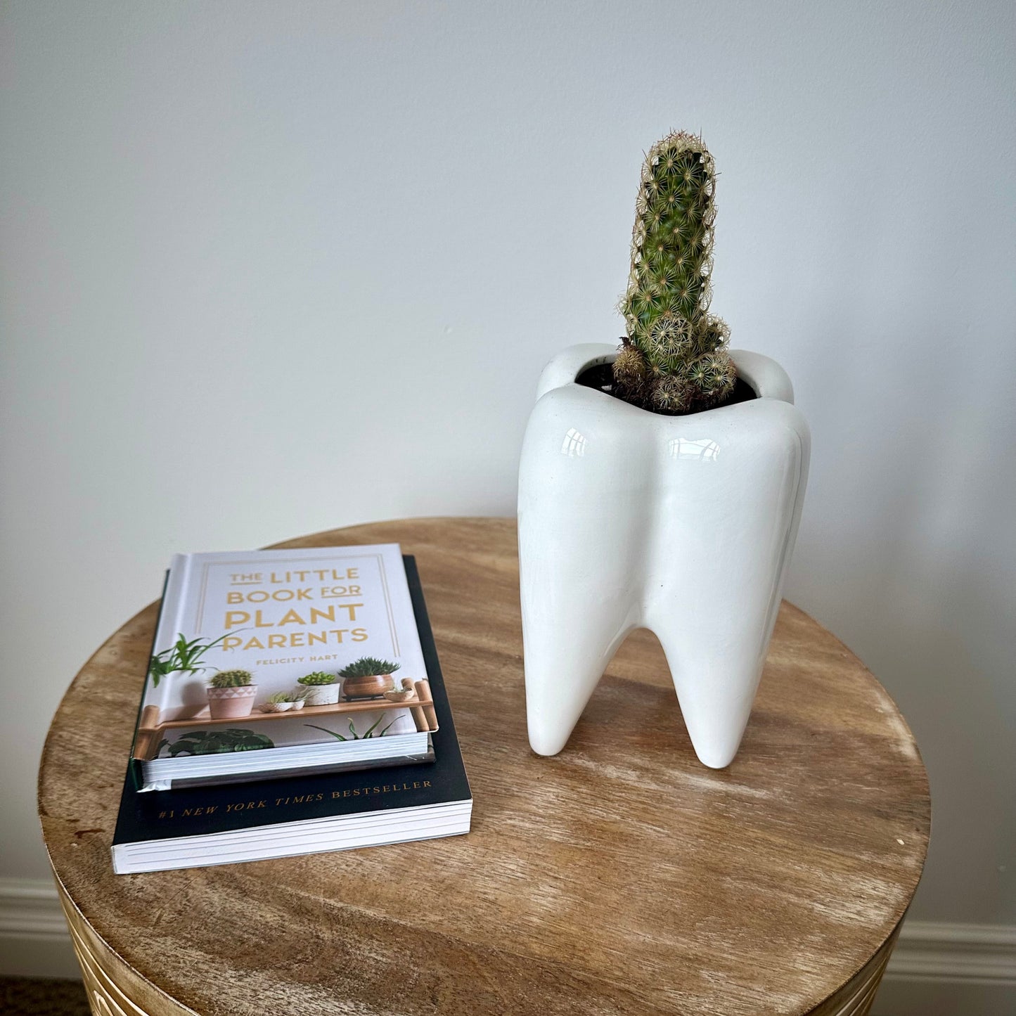Medium Ladyfinger Cactus (Mammillaria Elongata)
