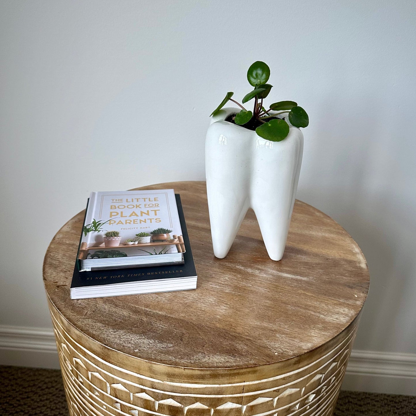 Medium Chinese Money Plant (Pilea peperomioides)