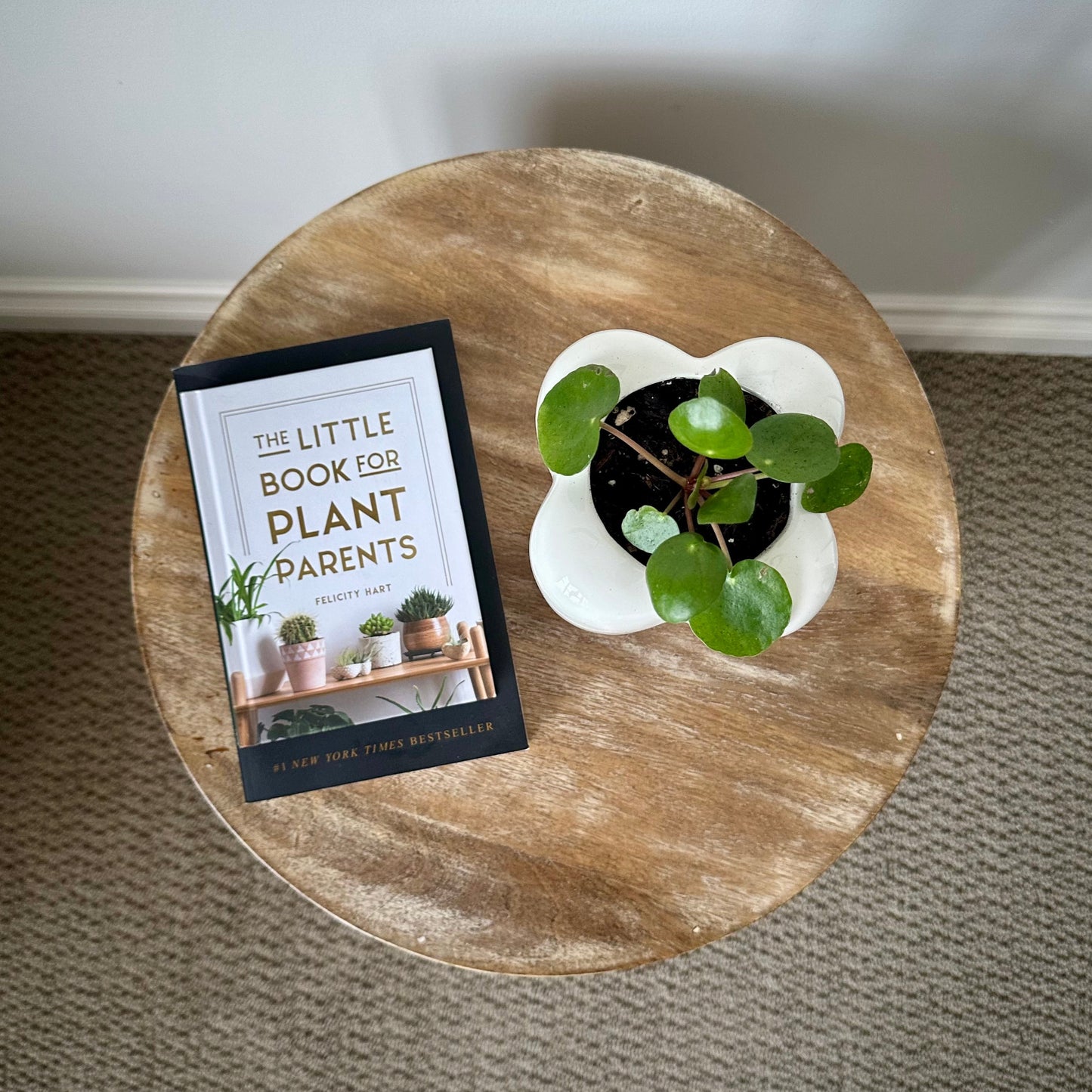 Medium Chinese Money Plant (Pilea peperomioides)
