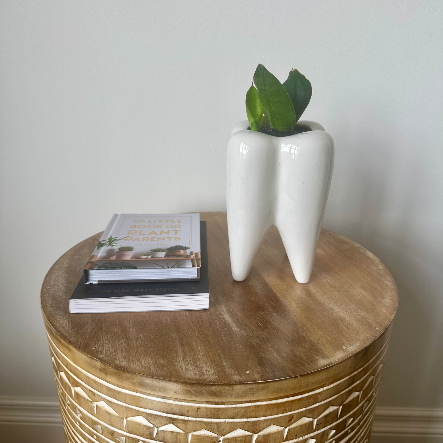 Medium Birdsnest Snake Plant