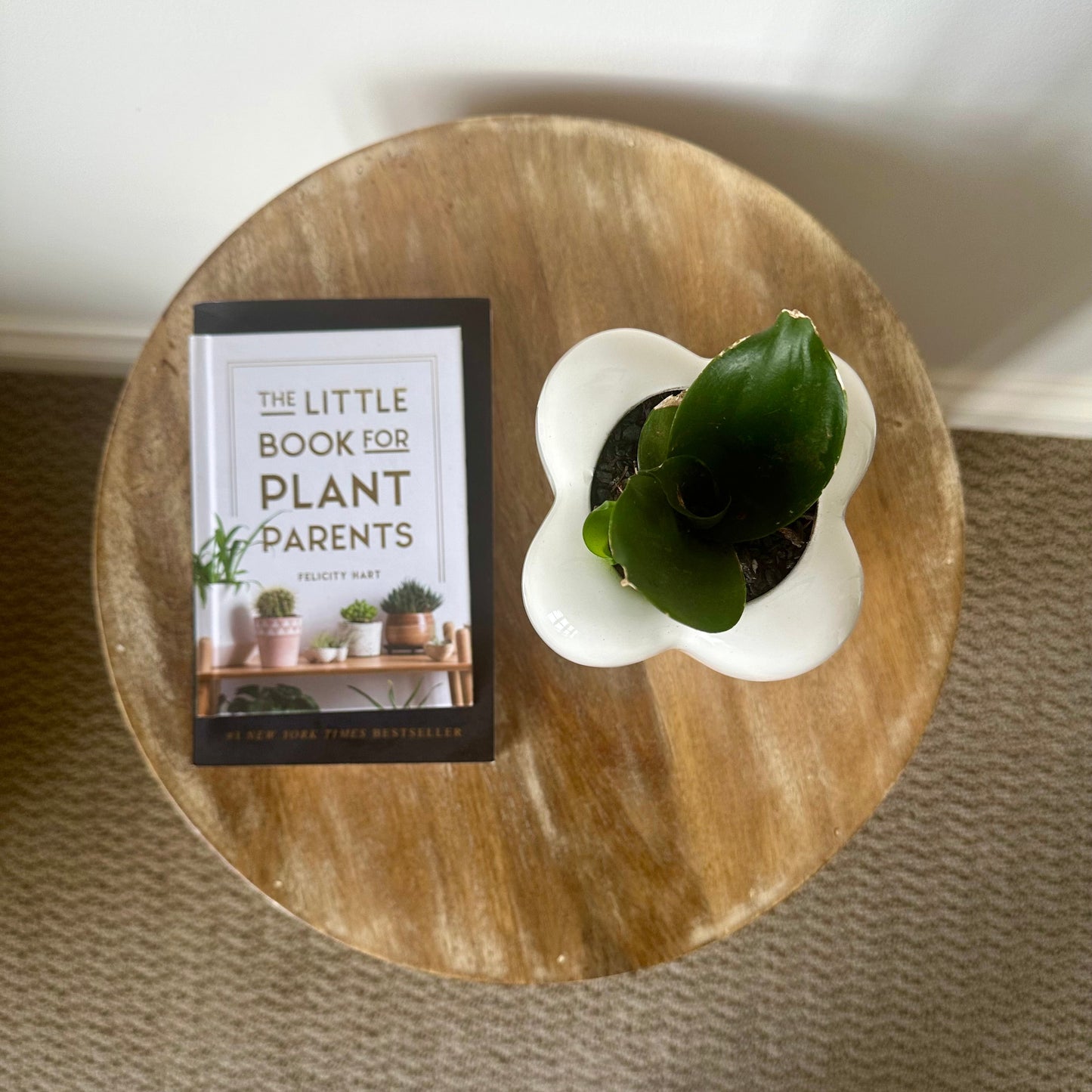 Medium Birdsnest Snake Plant