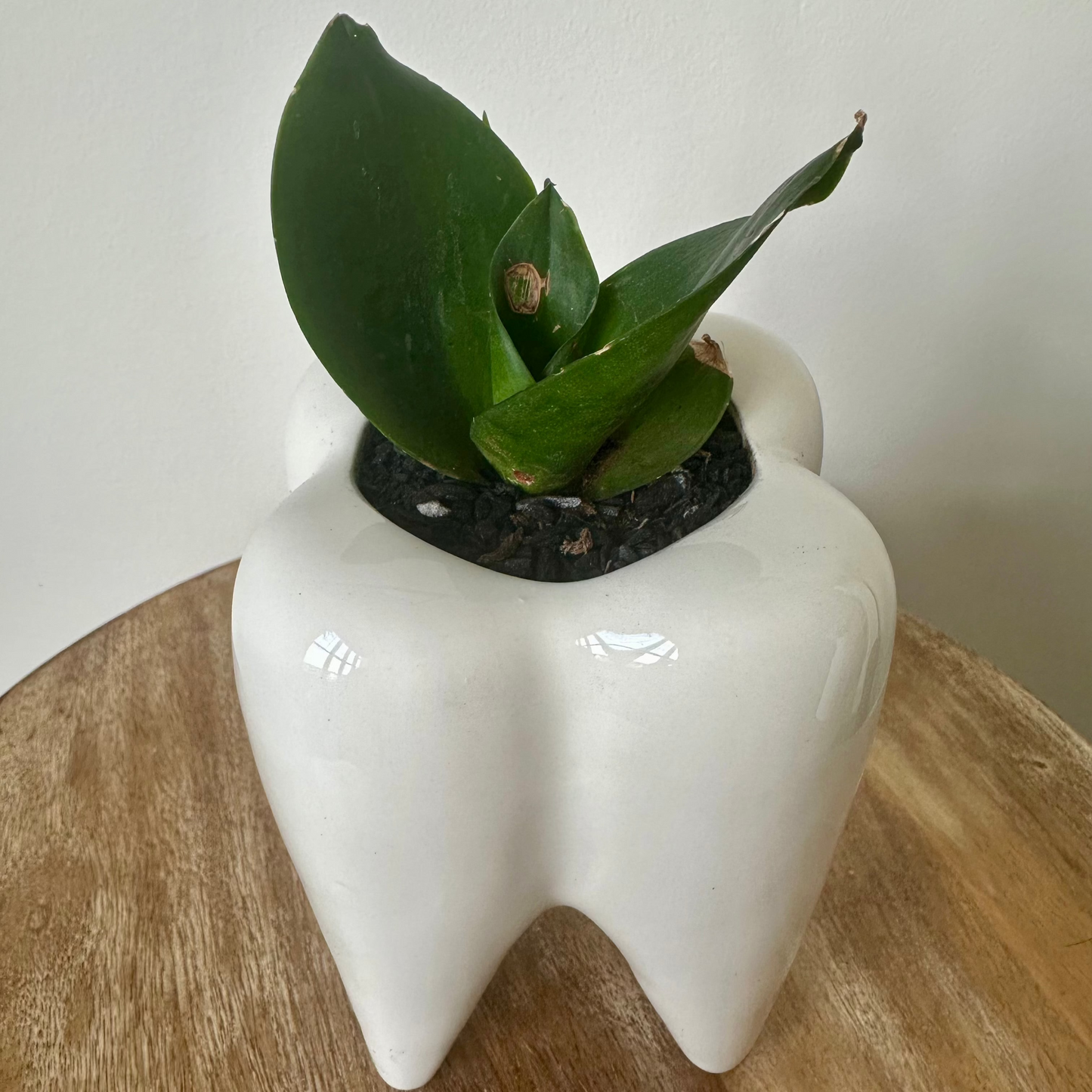 Medium Birdsnest Snake Plant