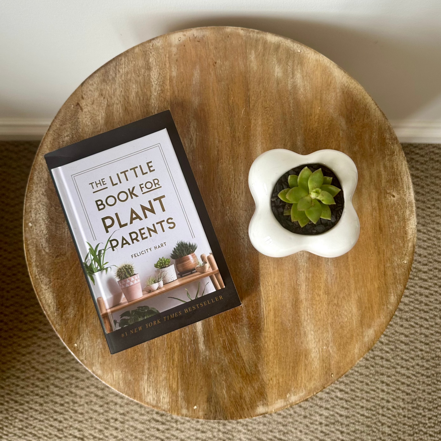 Golden Stonecrop Succulent