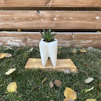 Medium Aloe Vera Plant