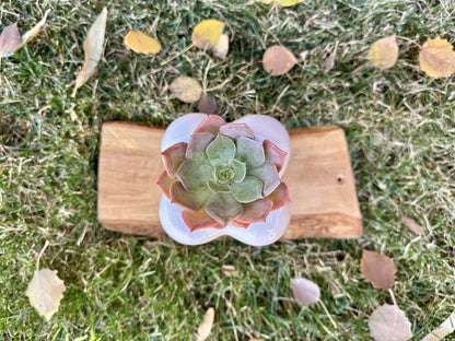 Medium Pink Ghost Succulent