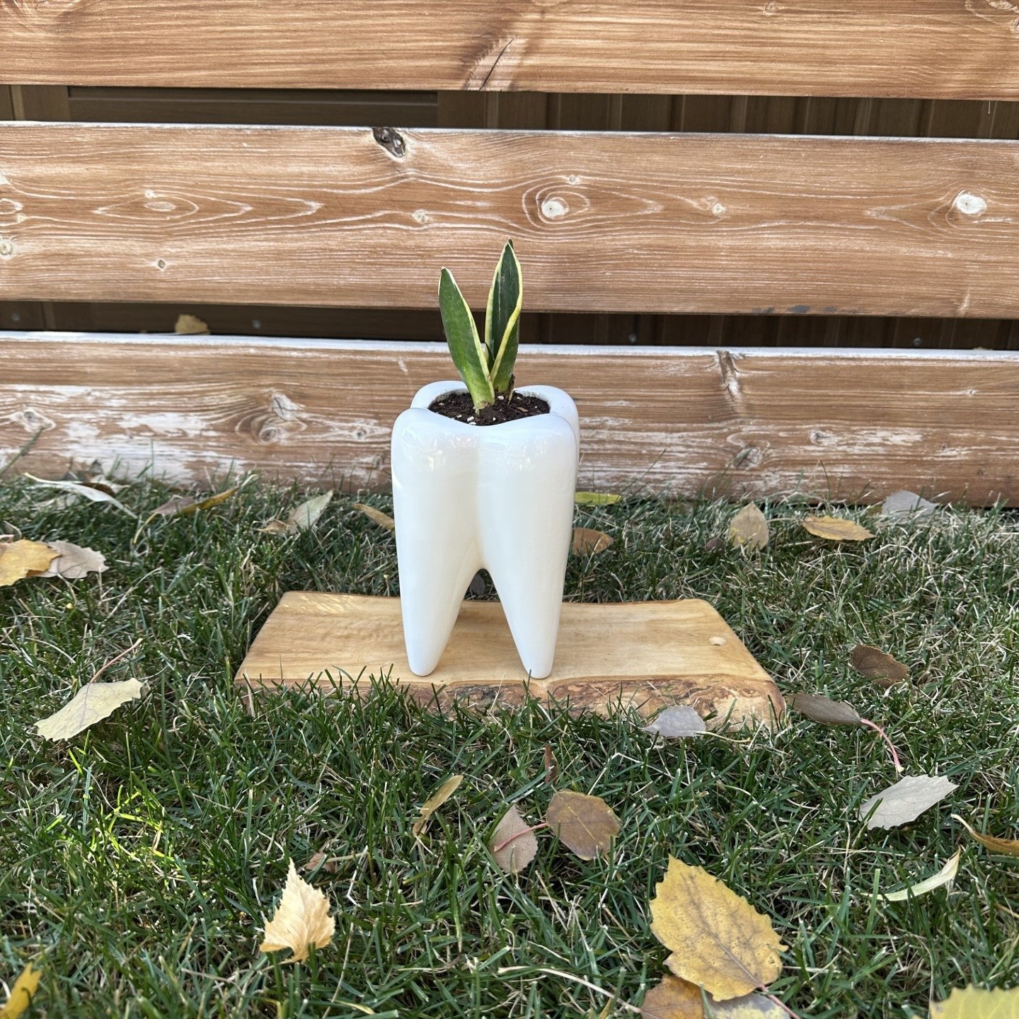 Medium Black Gold Snake Plant