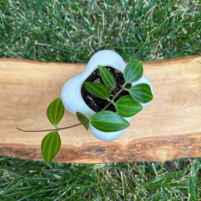 *Limited Edition* Small Radiator Plant