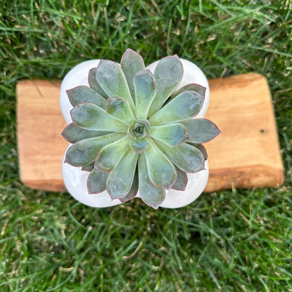 Medium Pastel Green Ghost Succulent