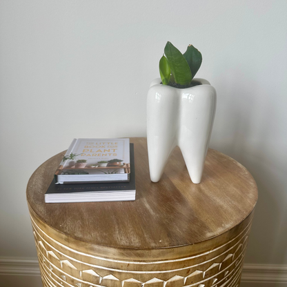 Medium Birdsnest Snake Plant